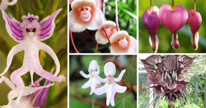 10 Amazing Plants That Look Like Monkeys: Nature's Quirky Creatures