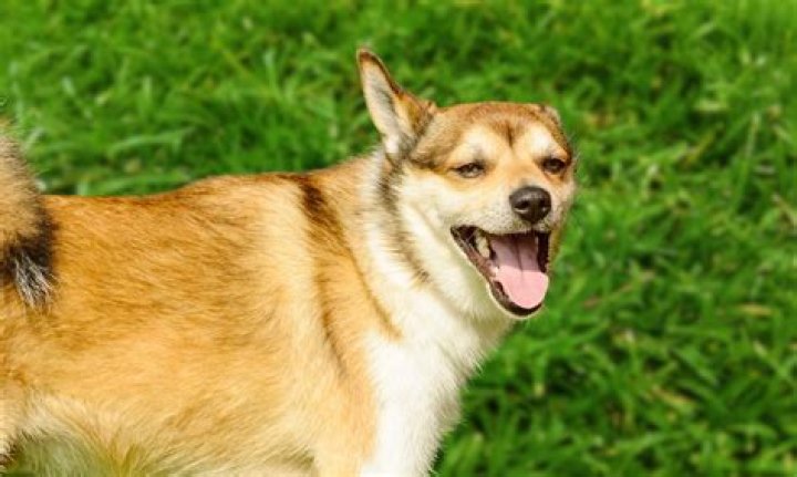 Discovering the World of Canine Care at www.k9lady.com