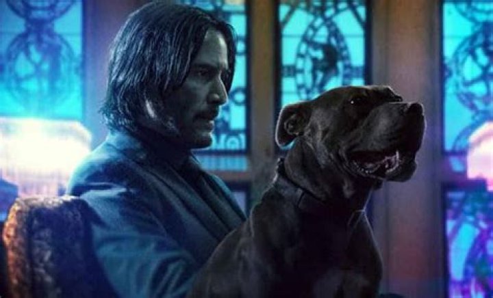 Does John Wick's Pitbull Die? A Comprehensive Look at the Iconic Film Series