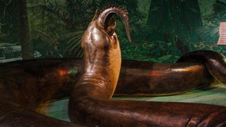 Massive Snake in the Congo: Unveiling the Mysteries of the World's Largest Serpent
