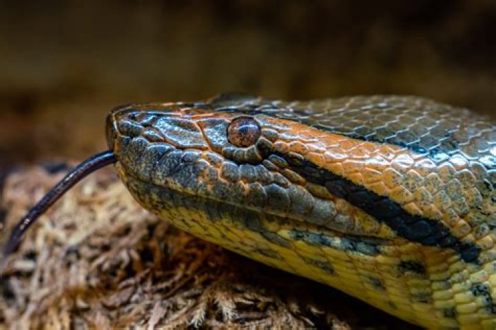 Understanding the Fascinating World of Snake Biology