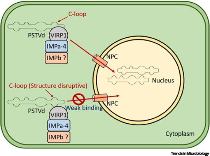 Unraveling the Mystery Behind the T33n Leak Phenomenon