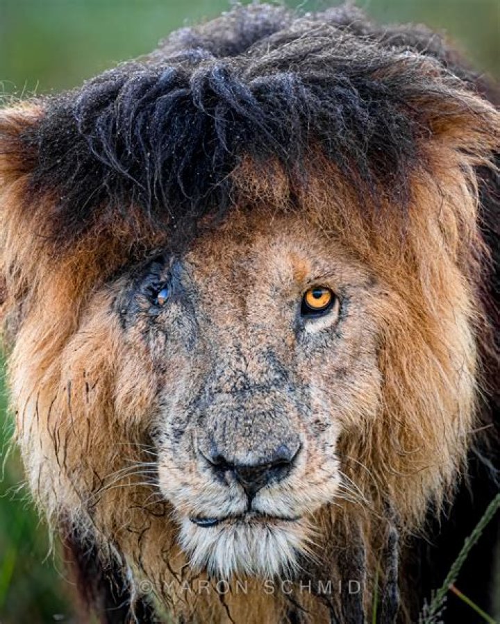 Unveiling the Legacy of Scar Face: A Cultural Phenomenon